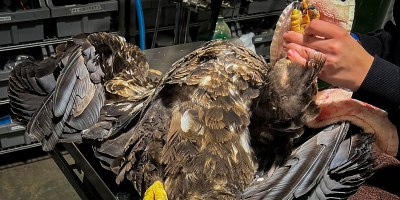 Grounded eagles returned to flight