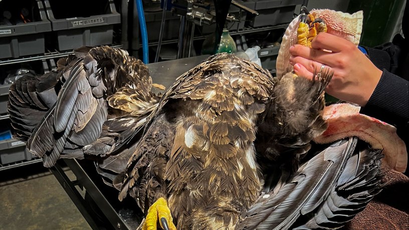 Grounded eagles returned to flight