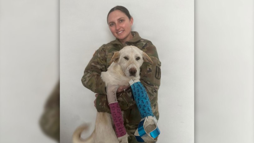 Army ICU Nurse Rescues Hit-and-Run Puppy in South Korea