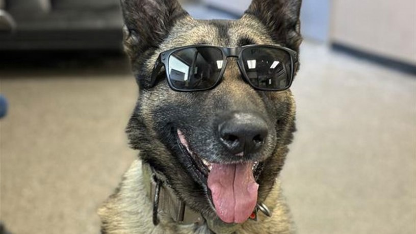 Military Working Dog Flex, 88th Security Forces Squadron patrol explosive detection dog