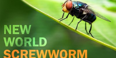 CDC issues nationwide Health Advisory on New World screwworm