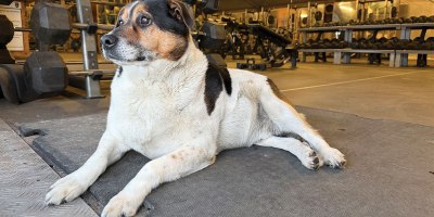 Chico at the gym BPTA Poland