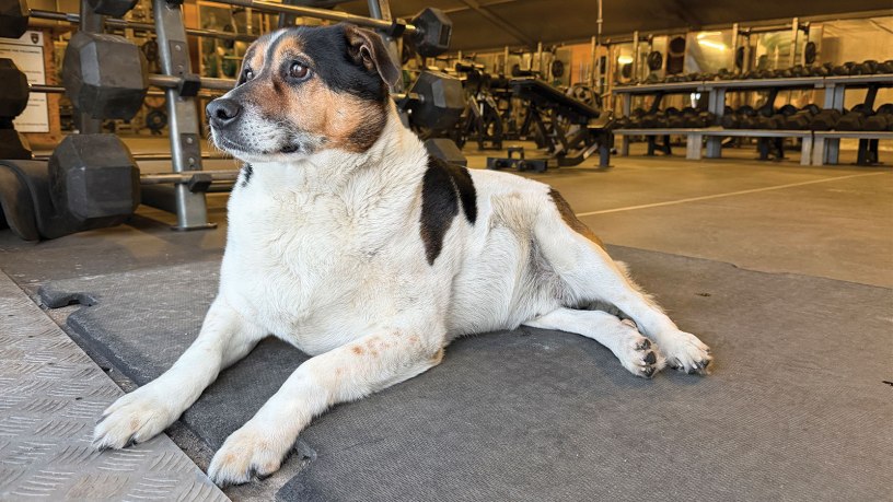 Chico at the gym BPTA Poland