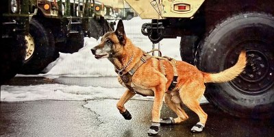 In 1942, the U.S. Army established its War Dog Program, the K-9 Corps, officially marking the first time canines were integrated into the armed forces. K9 Veterans Day serves as an annual tribute to the service and sacrifice of military dogs, as well as other canines serving the nation.