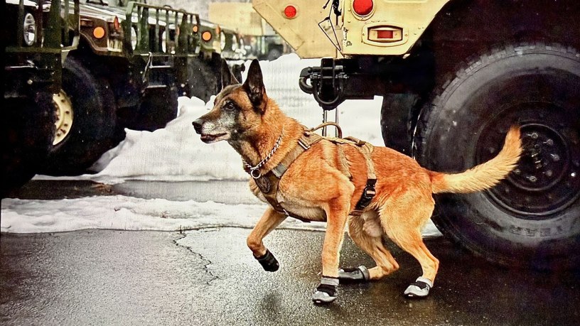 In 1942, the U.S. Army established its War Dog Program, the K-9 Corps, officially marking the first time canines were integrated into the armed forces. K9 Veterans Day serves as an annual tribute to the service and sacrifice of military dogs, as well as other canines serving the nation.