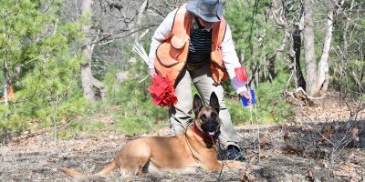 Dr. Laurie Rush, Fort Drum Cultural Resources program manager, plants a marker where Kaze, a Historical Human Remains Detection (HHRD) dog indicates by lying down. Two HHRD dog teams from the Institute for Canine Forensics visited Fort Drum, New York, April 20-24, 2026, to help the Cultural Resources team examine possible ancestral burial sites on post. (Photo by Mike Strasser, Fort Drum Garrison Public Affairs)