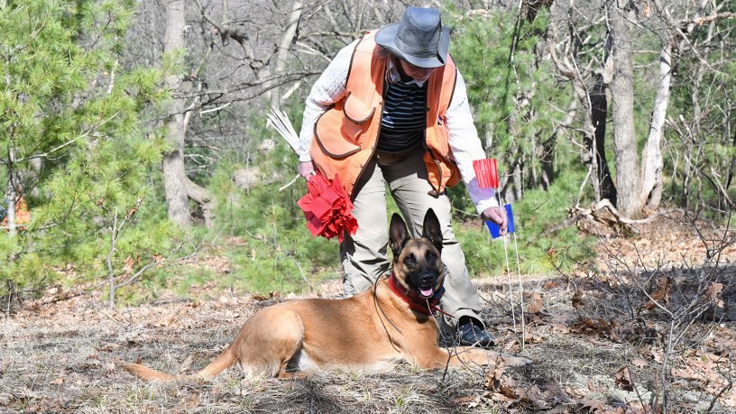 Dr. Laurie Rush, Fort Drum Cultural Resources program manager, plants a marker where Kaze, a Historical Human Remains Detection (HHRD) dog indicates by lying down. Two HHRD dog teams from the Institute for Canine Forensics visited Fort Drum, New York, April 20-24, 2026, to help the Cultural Resources team examine possible ancestral burial sites on post. (Photo by Mike Strasser, Fort Drum Garrison Public Affairs)