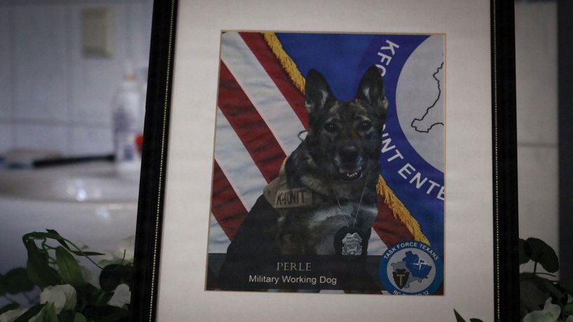 A portrait of Retired Military Working Dog Perle X429 rests atop an empty kennel during a military funeral honors ceremony held May 6, 2026, at the Veterinary Medical Center Europe on Vogelweh, Germany. (U.S. Army photo by 1st Lt. Nahjier Williams)