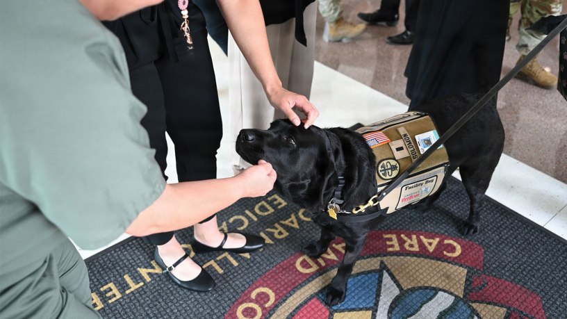 Staff members congratulate and pet CRDAMC facility dog 1st Lt. Solomon following his promotion ceremony June 11 at Fort Hood, Texas. Solomon’s calm presence and ability to connect with people have made him a beloved member of the hospital team and a source of support throughout the organization.