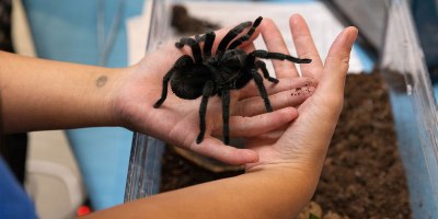 Museum staff hold a tarantula during Bugapalooza, June 13, 2026, at the National Museum of Health and Medicine in Silver Spring, Maryland.