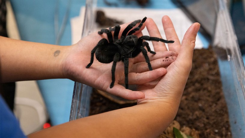 Museum staff hold a tarantula during Bugapalooza, June 13, 2026, at the National Museum of Health and Medicine in Silver Spring, Maryland.