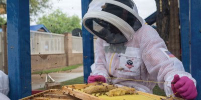 Stacy Rodriguez, a volunteer beekeeper, places honeycomb into a temporary nucleus hive at Davis-Monthan Air Force Base, Arizona, June 15, 2026. Rodriguez has volunteered her beekeeping expertise for several years to support community safety efforts. (U.S. Air Force photo by Senior Airman Jhade Herrera)