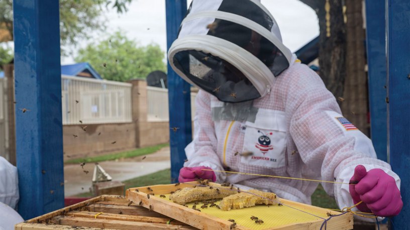 Stacy Rodriguez, a volunteer beekeeper, places honeycomb into a temporary nucleus hive at Davis-Monthan Air Force Base, Arizona, June 15, 2026. Rodriguez has volunteered her beekeeping expertise for several years to support community safety efforts. (U.S. Air Force photo by Senior Airman Jhade Herrera)