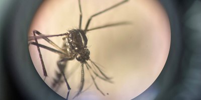 A specimen of Aedes albopictus (also known as the tiger mosquito), recently confirmed as present in Peru by Naval Medical Research Unit (NAMRU) SOUTH.