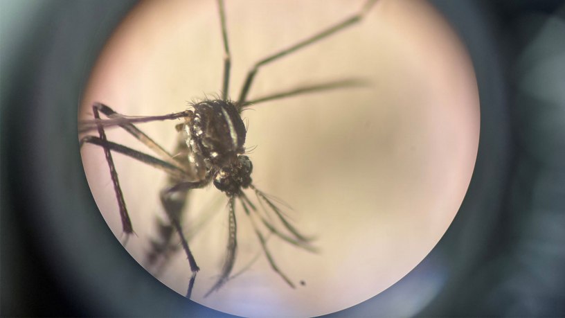 A specimen of Aedes albopictus (also known as the tiger mosquito), recently confirmed as present in Peru by Naval Medical Research Unit (NAMRU) SOUTH.