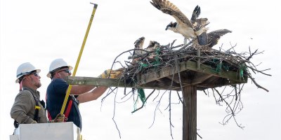 Brandon Robinson, left, and Russel Fink, both high voltage electricians, return Chesty to his mother’s nest during Operation Homeward Bound on Marine Corps Base Quantico, Virginia, June 29, 2026.