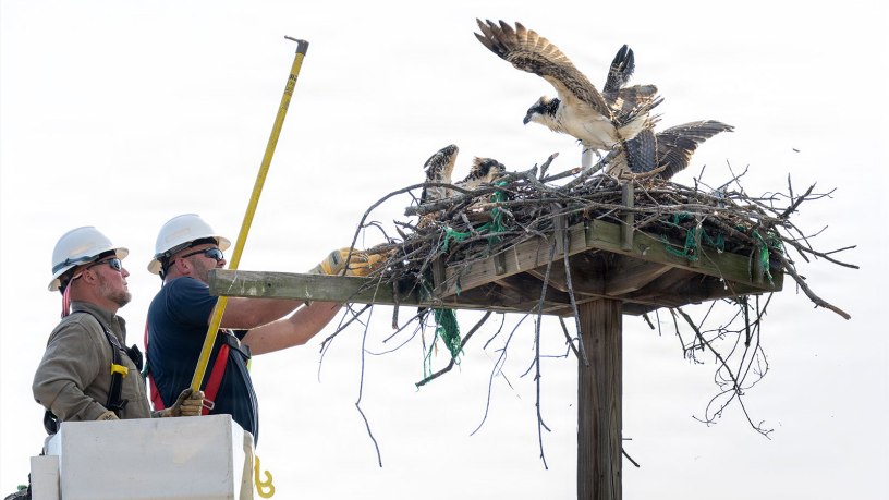 Brandon Robinson, left, and Russel Fink, both high voltage electricians, return Chesty to his mother’s nest during Operation Homeward Bound on Marine Corps Base Quantico, Virginia, June 29, 2026.