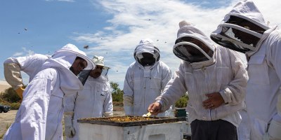 U.S. servicemembers and Colby Gibbs, a beekeeper with Bee Leaf USA, inspect a honeybee sanctuary during a beekeeping program meeting at Marine Corps Base Camp Pendleton, California, July 13, 2026.