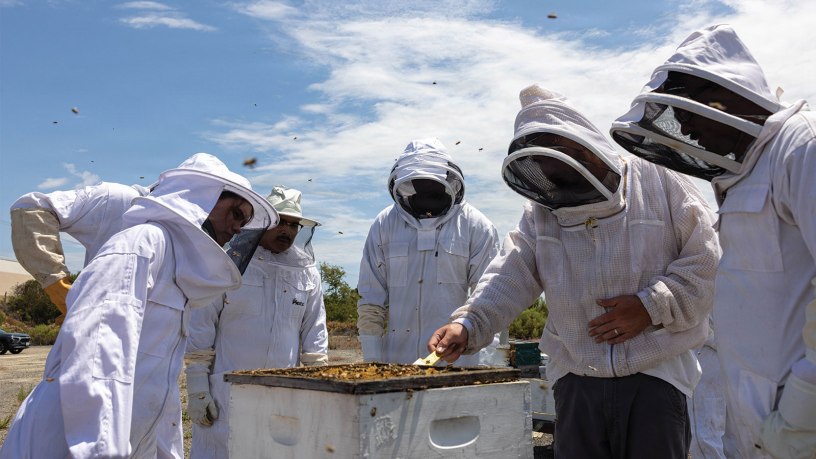 U.S. servicemembers and Colby Gibbs, a beekeeper with Bee Leaf USA, inspect a honeybee sanctuary during a beekeeping program meeting at Marine Corps Base Camp Pendleton, California, July 13, 2026.