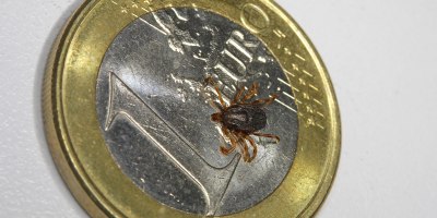 An adult female Mediterranean Tick (Hyalomma marginatum). In nature, ticks range in size from adults that are 2-5 mm in length to immature stages which are no bigger than the period at the end of this sentence. Hyalomma ticks inhabit dry, semi-desert regions of Europe, Asia and Africa and may also carry the Crimean-Congo Hemorrhagic Fever (CCHF) virus.