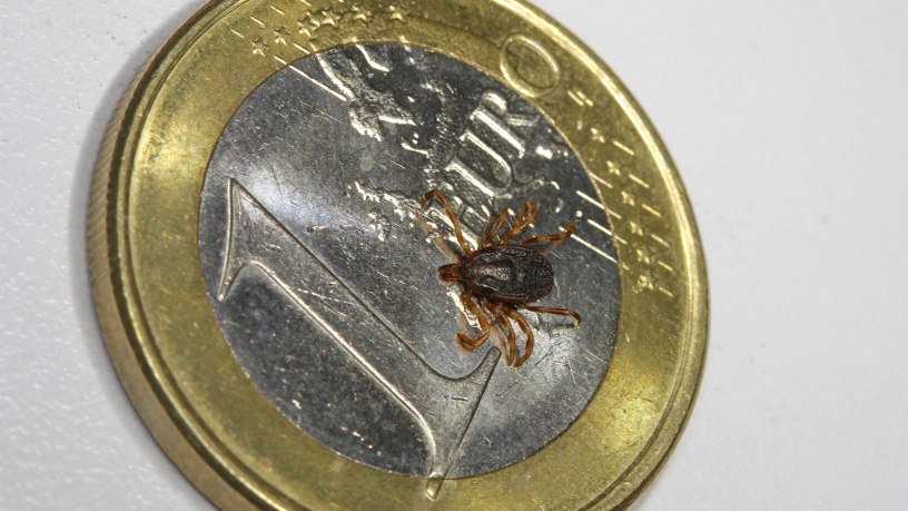 An adult female Mediterranean Tick (Hyalomma marginatum). In nature, ticks range in size from adults that are 2-5 mm in length to immature stages which are no bigger than the period at the end of this sentence. Hyalomma ticks inhabit dry, semi-desert regions of Europe, Asia and Africa and may also carry the Crimean-Congo Hemorrhagic Fever (CCHF) virus.