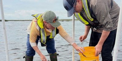 Jacksonville District Biologists Lee Martin and Jessica “Skippy” Martin plant native pondweed inside one of the protective cages on Lake Okeechobee. Once the enclosure is completed, it will help the young plants establish roots and new growth before being exposed to the lake’s full environmental pressures.