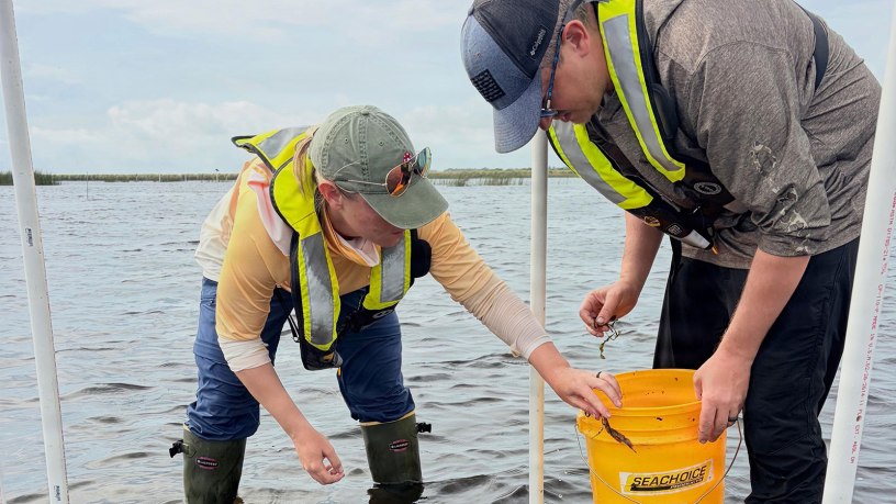 Jacksonville District Biologists Lee Martin and Jessica “Skippy” Martin plant native pondweed inside one of the protective cages on Lake Okeechobee. Once the enclosure is completed, it will help the young plants establish roots and new growth before being exposed to the lake’s full environmental pressures.