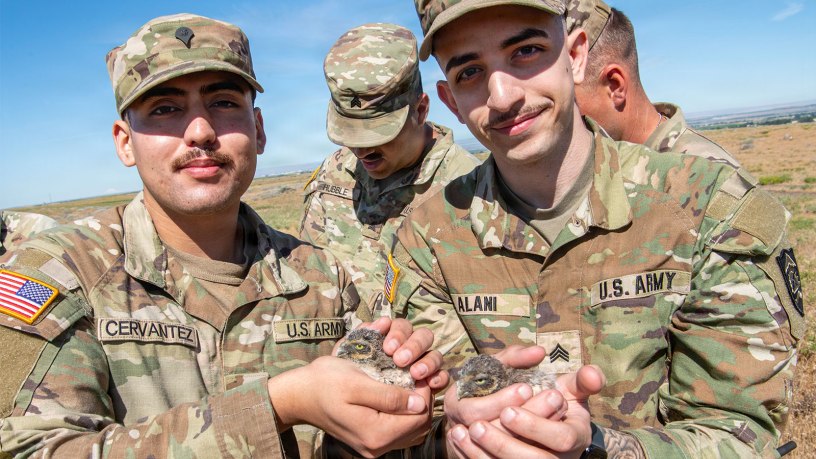 Oregon Army National Guardsmen hold some of the young burrowing owls as they and civilian employees took the opportunity to learn more about the Environmental Natural Resource Team's work, part of the Oregon Military Department, during their recent work with the Western Burrowing Owl at the Rees Training Center from June 8–11, 2026.