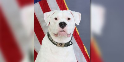 Axel, a 3-year-old Dogo Argentino and ministry dog with the 1st Battalion, 125th Infantry Regiment, poses for a photo during training with his handler, Sgt. Mollie Karazim, a religious affairs specialist with the Michigan National Guard.