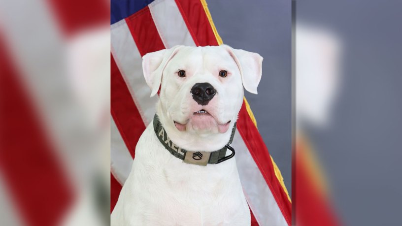 Axel, a 3-year-old Dogo Argentino and ministry dog with the 1st Battalion, 125th Infantry Regiment, poses for a photo during training with his handler, Sgt. Mollie Karazim, a religious affairs specialist with the Michigan National Guard.