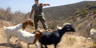 Marine Corps Sgt. Maj. Alejandro Garcia Jr. directs goats to a grazing area during Operation Goat Rope at Marine Corps Air Station Miramar in San Diego, Calif., Sept. 15, 2026.