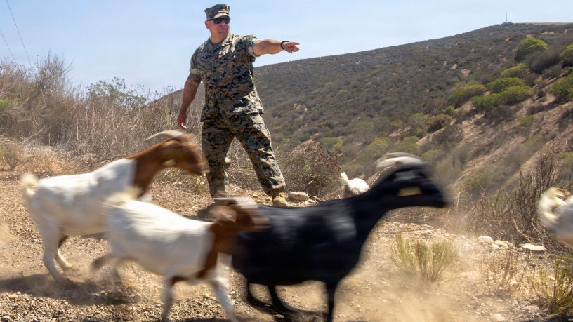 Marine Corps Sgt. Maj. Alejandro Garcia Jr. directs goats to a grazing area during Operation Goat Rope at Marine Corps Air Station Miramar in San Diego, Calif., Sept. 15, 2026.